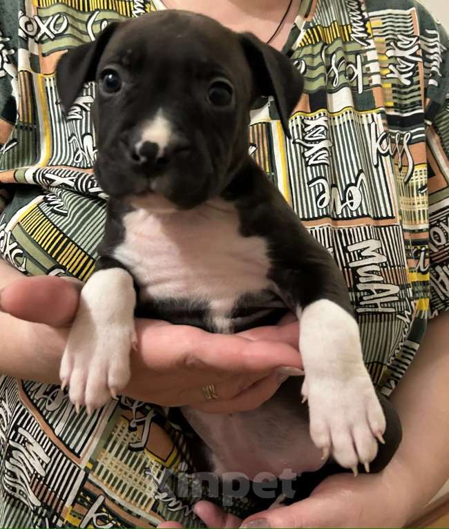 Собаки в Липецке: Щенки американского стаффордширского терьера Разнополые, 11 000 руб. - фото 2