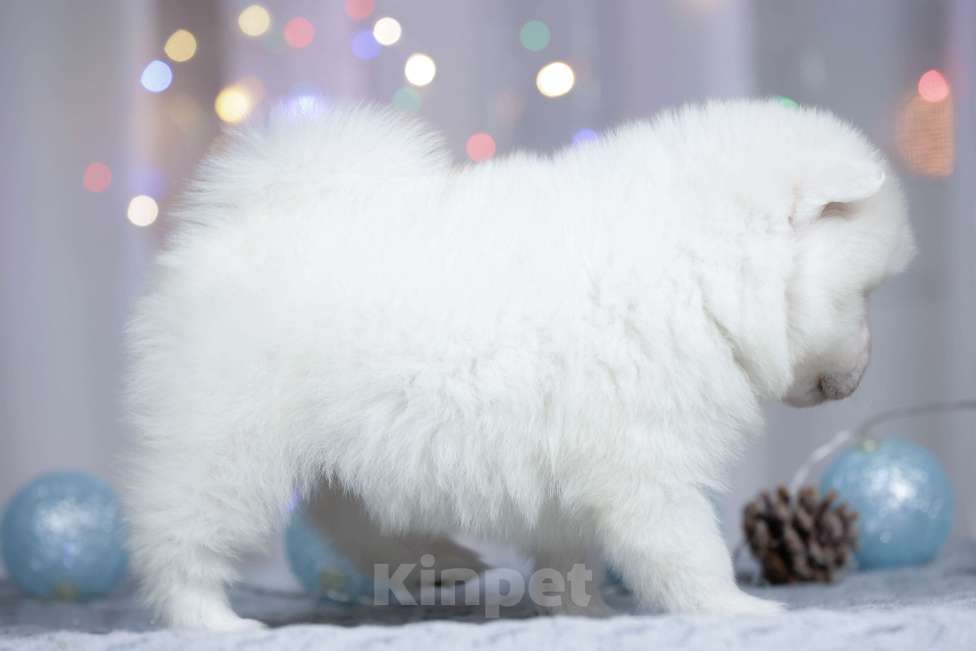 Собаки в Москве: Японский шпиц щенки РКФ  Мальчик, 50 000 руб. - фото 7