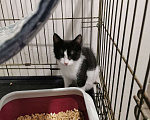 Кошки в Москве: котенок Малышка ищет дом Девочка, Бесплатно - фото 2