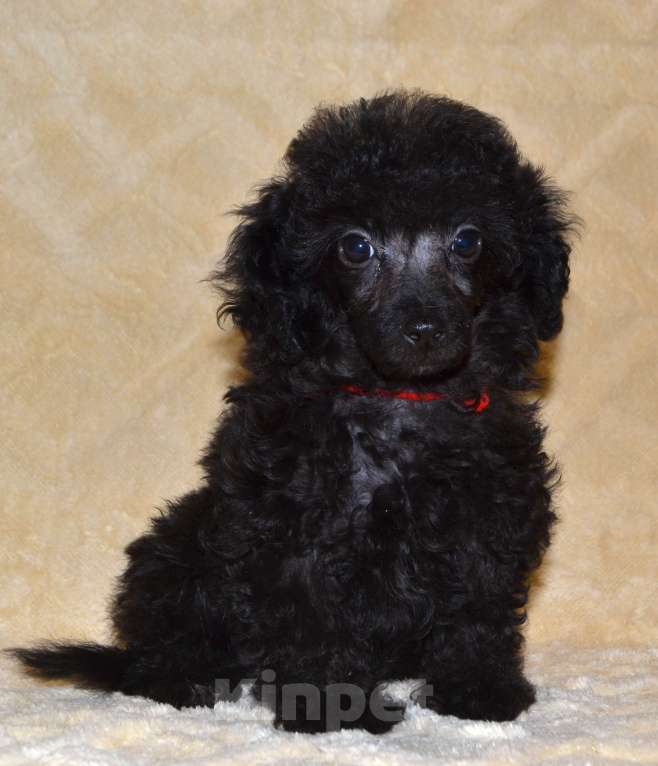 Собаки в Глазове: Оладушка той пудель СКОР Девочка, 50 000 руб. - фото 1