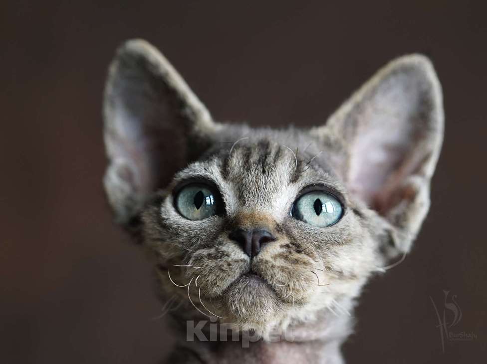 Кошки в Москве: Девон-рекс мальчик Мальчик, 60 000 руб. - фото 2