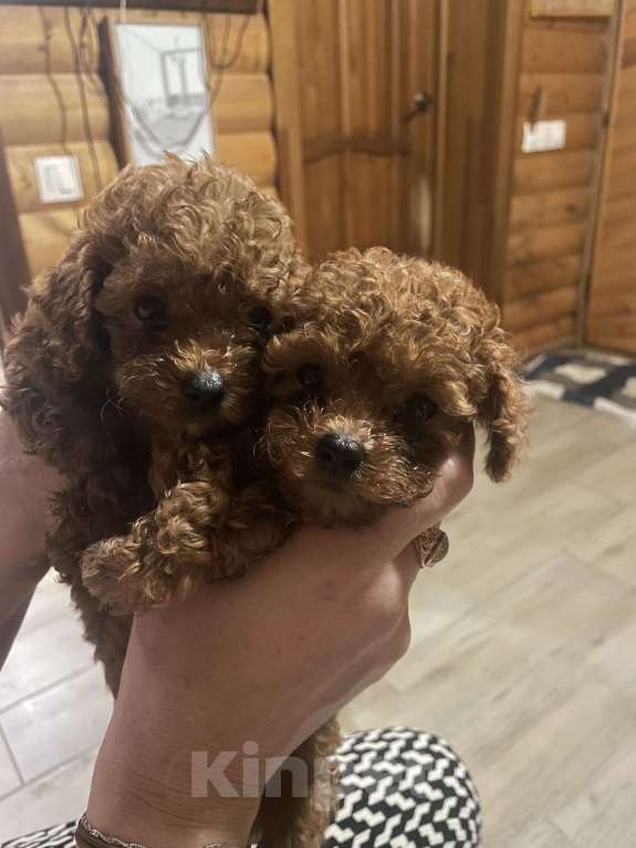 Собаки в Саратове: Тедди пудель Китай Девочка, 120 000 руб. - фото 1