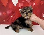 Собаки в Москве: Мраморный йорк мальчик стандарт игривый Мальчик, 50 000 руб. - фото 10