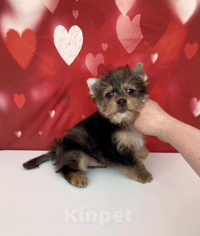 Собаки в Москве: Мраморный йорк мальчик стандарт игривый Мальчик, 50 000 руб. - фото 10