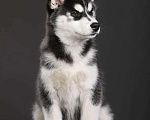 Собаки в Смоленске: Щенок Сибирской хаски Мальчик, 50 000 руб. - фото 3