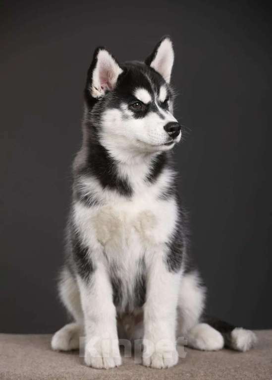 Собаки в Смоленске: Щенок Сибирской хаски Мальчик, 50 000 руб. - фото 3