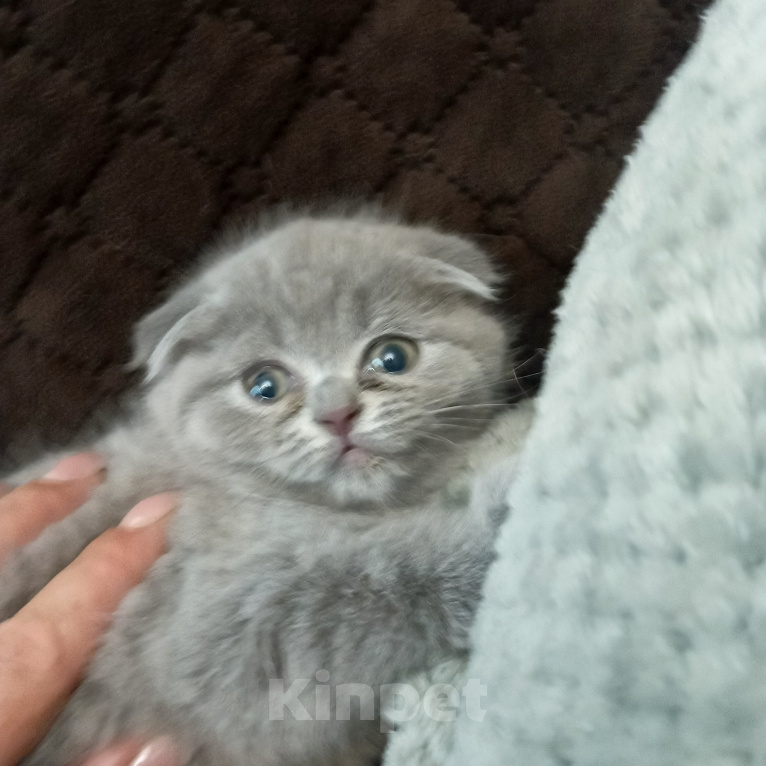 Кошки в Астрахани: Продаю котёнка Девочка, 6 000 руб. - фото 2