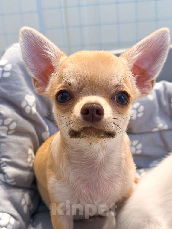 Собаки в других городах Краснодарского края: Некрупный щенок чихуахуа Мальчик, 30 000 руб. - фото 2