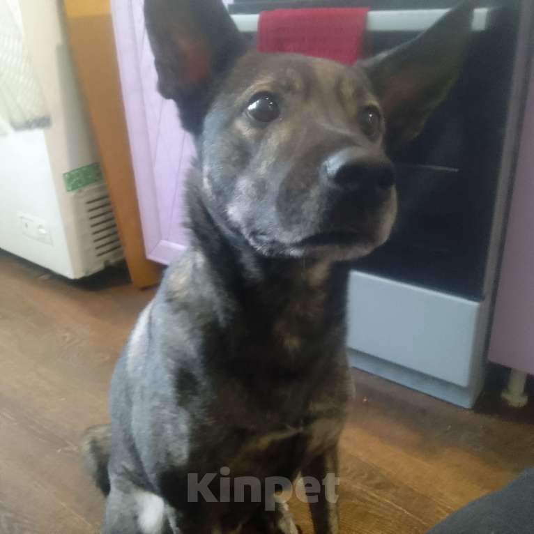 Собаки в Комсомольске-На-Амуре: Отдаем пса Графа в добрые руки Мальчик, Бесплатно - фото 1