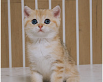 Кошки в Ижевске: Шотландский прямоухий короткошерстный котенок Девочка, 45 000 руб. - фото 3