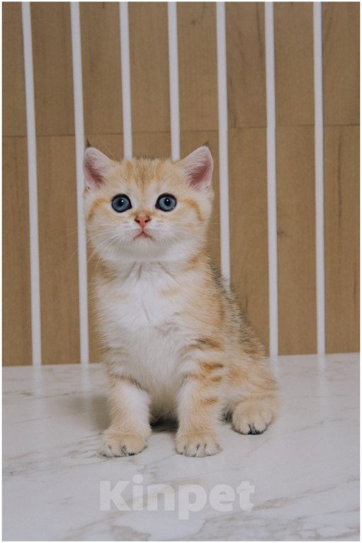 Кошки в Ижевске: Шотландский прямоухий короткошерстный котенок Девочка, 45 000 руб. - фото 3