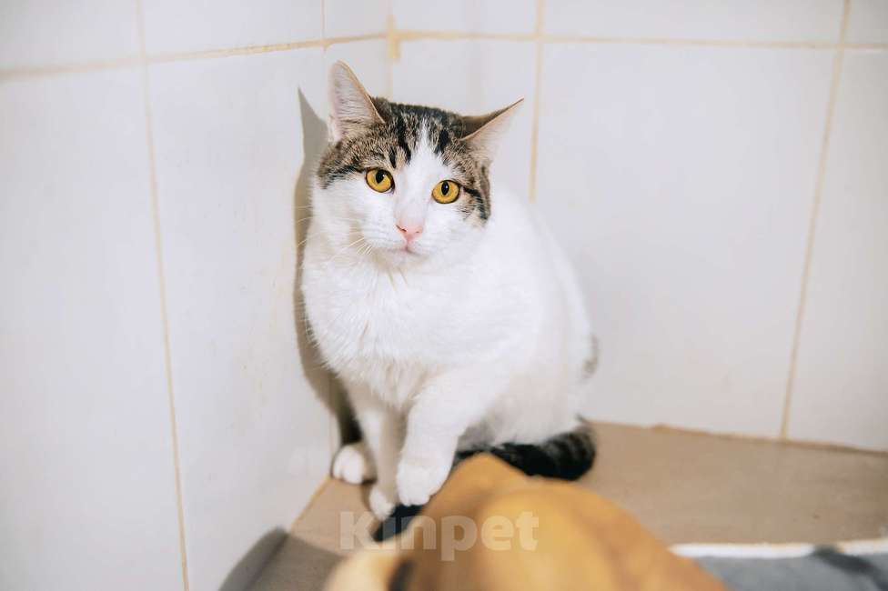 Кошки в других городах Московской области: Перчинка ждет своего человека! Девочка, Бесплатно - фото 6