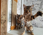 Кошки в Ногинске: Продам бенгальских котят Девочка, 5 000 руб. - фото 5