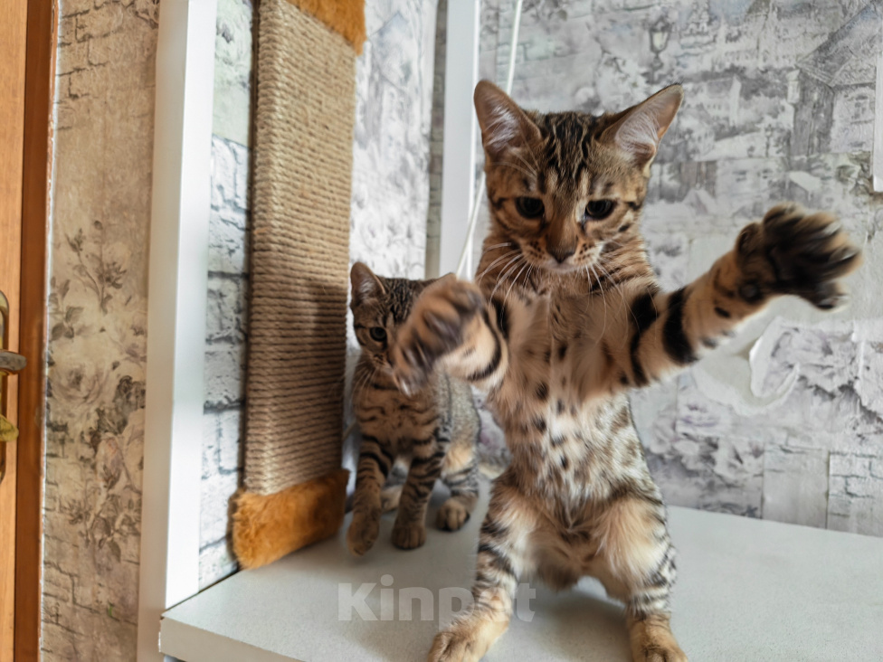 Кошки в Ногинске: Продам бенгальских котят Девочка, 5 000 руб. - фото 5