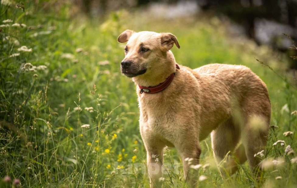 Собаки в других городах Владимирской области: Красавица Адель в добрые руки Девочка, Бесплатно - фото 2
