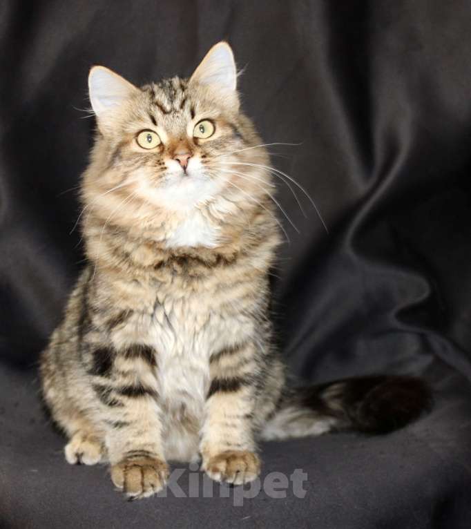 Кошки в Тюмени: Сибирский котёнок Девочка, 15 000 руб. - фото 5