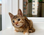 Кошки в Москве: Кругленькая полосаточка котенок Плюша в добрые руки Девочка, Бесплатно - фото 8