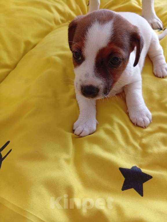 Собаки в Ижевске: Миленькая девочка Девочка, 18 000 руб. - фото 3