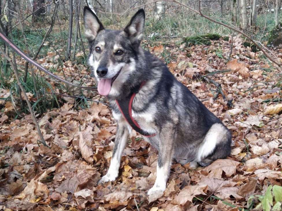 Собаки в Москве: Чарли Мальчик, Бесплатно - фото 3