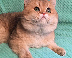 Кошки в Касимове: Кот на Вязку., 8 000 руб. - фото 3