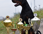 Собаки в Чехове: Шикарный щенокдобермана, 4.5 месяца Мальчик, 100 000 руб. - фото 8