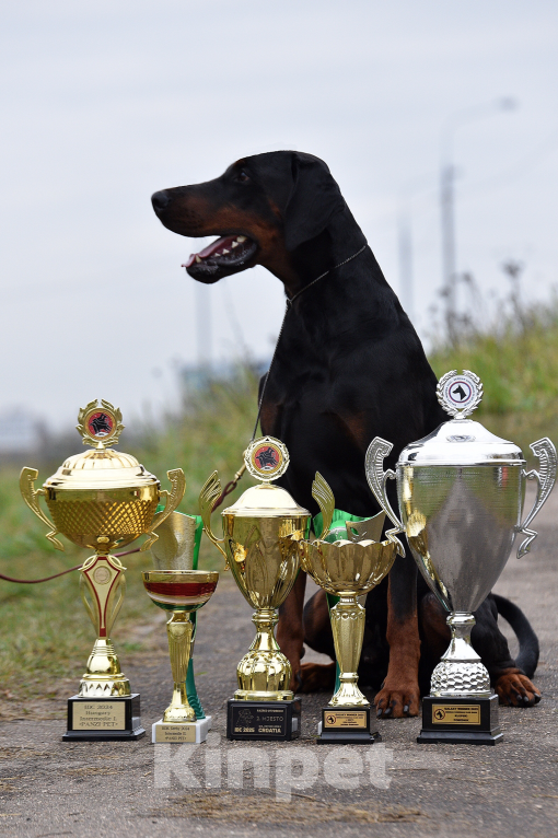 Собаки в Чехове: Шикарный щенокдобермана, 4.5 месяца Мальчик, 100 000 руб. - фото 8