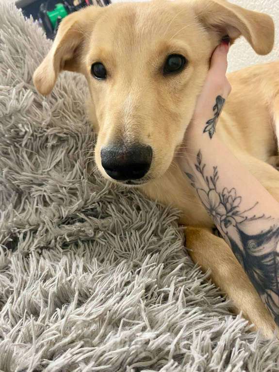 Собаки в других городах Ленинградской области: Собака в добрые руки Мальчик, Бесплатно - фото 1