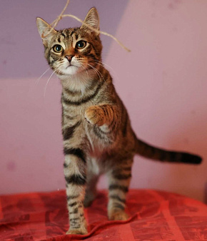 Очень красивые котята (5 мес.) в добрые руки