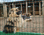 Собаки в Москве: ЗНАКОМЬТЕСЬ: РОСКОШНАЯ СОБАКА ГЕРДА Девочка, Бесплатно - фото 2