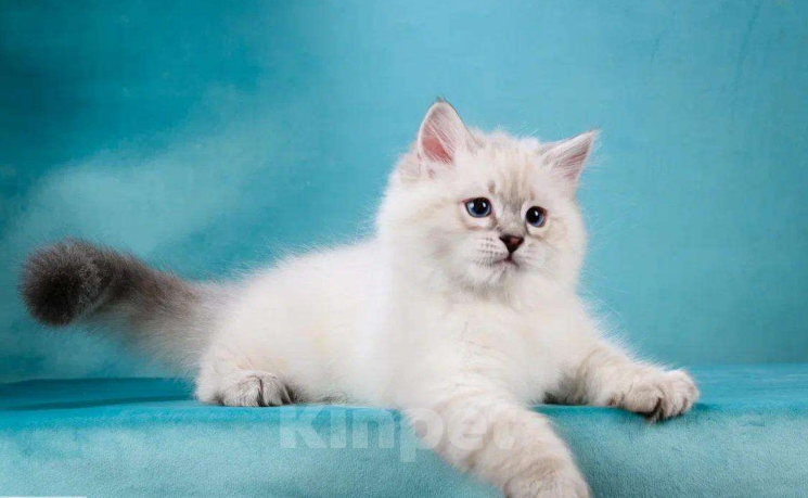 Кошки в Москве: Невский маскарадный котёнок Мальчик, Бесплатно - фото 4