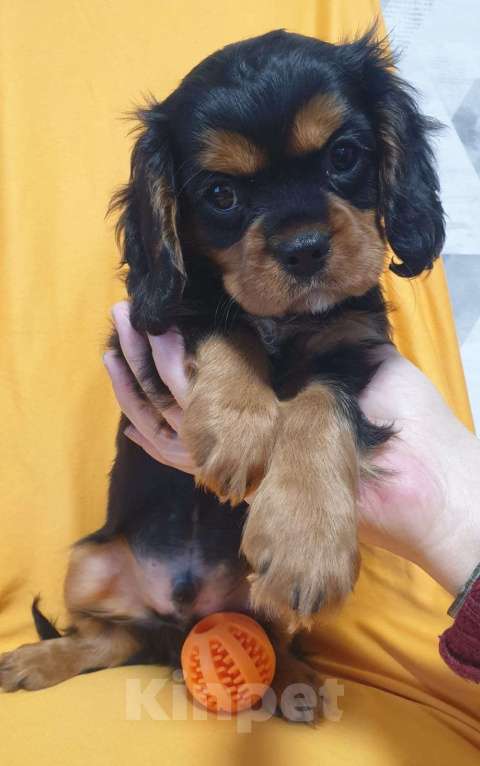 Собаки в других городах Калининградской области: Кавалер Кинг Чарльз Спаниель Мальчик, 38 000 руб. - фото 7