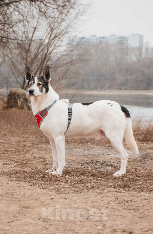 Собаки в Москве: Без глазика, но с большим сердцем. Гоша - уникальный, добрый пёс-друг из приюта в добрые руки Мальчик, Бесплатно - фото 2