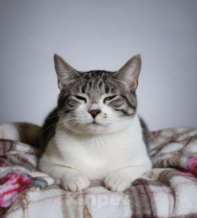 Кошки в Москве: Котёнок в добрые руки Мальчик, Бесплатно - фото 2