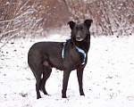 Собаки в Москве: Скромный добрый Блэк в поисках дома Мальчик, Бесплатно - фото 5
