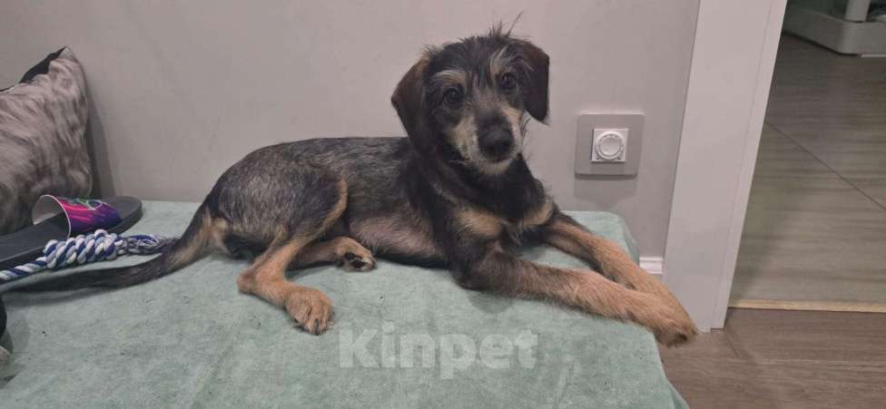 Собаки в Москве: Якутята ппбж Девочка, Бесплатно - фото 1