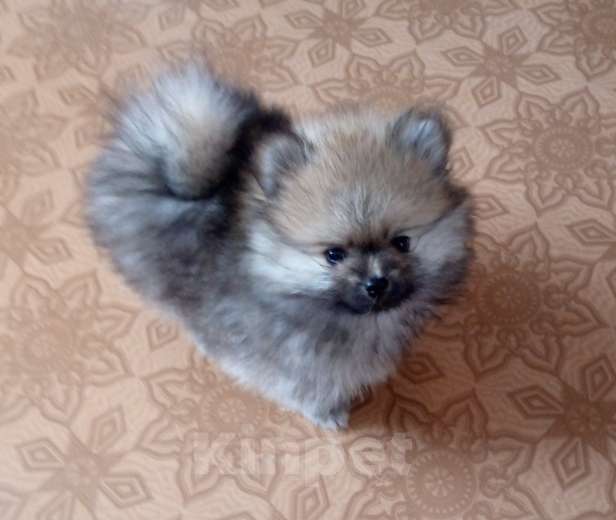 Собаки в Москве: Померанский шпиц мини мишка Мальчик, Бесплатно - фото 4