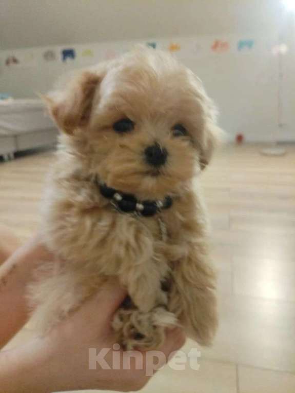 Собаки в Москве: микро щенок мальтипу Мальчик, 125 555 руб. - фото 7