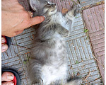 Кошки в Москве: Котенок Зайка ищет дом Девочка, Бесплатно - фото 2