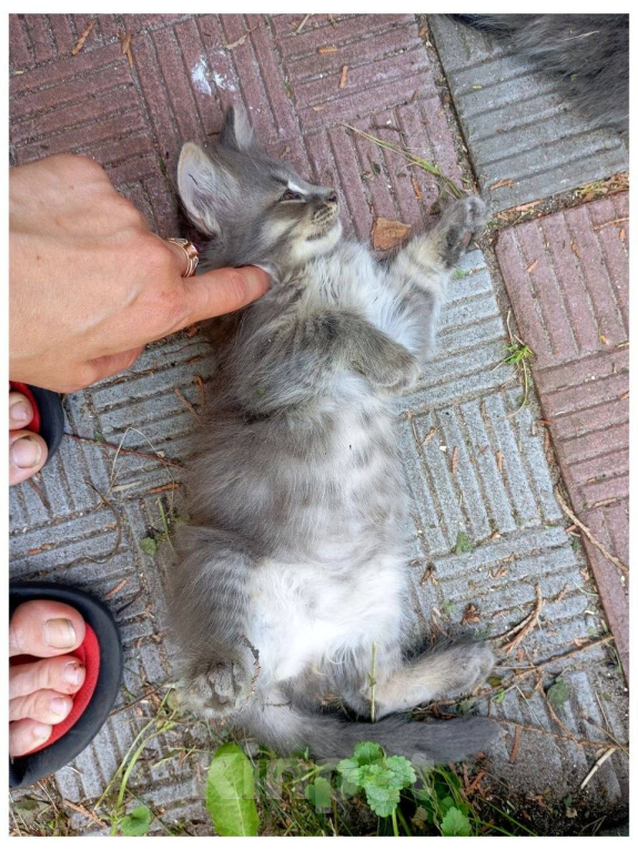 Кошки в Москве: Котенок Зайка ищет дом Девочка, Бесплатно - фото 2