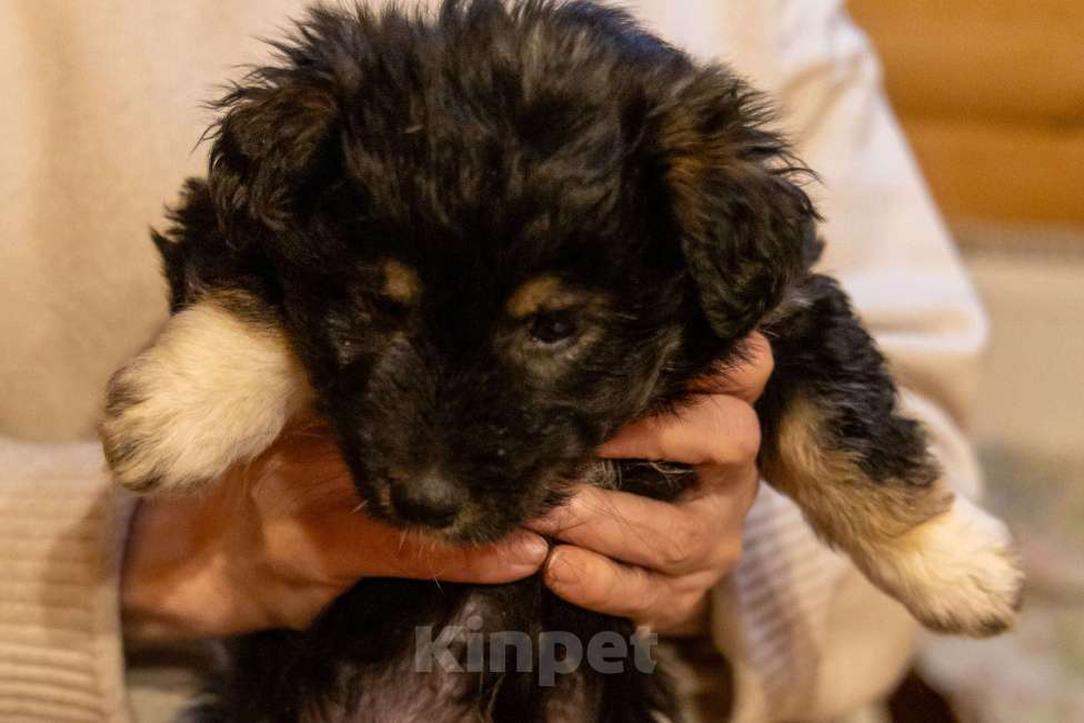 Собаки в Москве: Отдам щенка в добрые руки Девочка, Бесплатно - фото 5