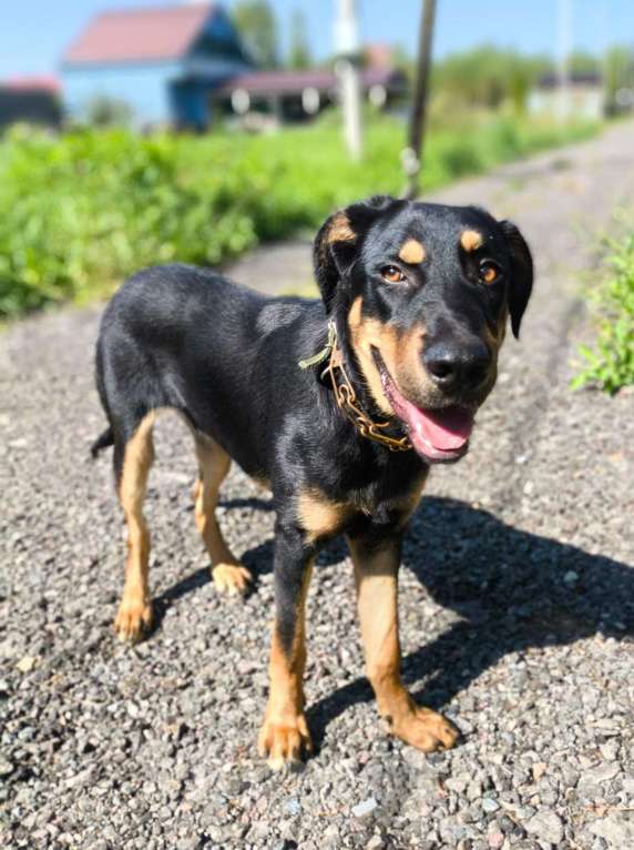 Собаки в Москве: Метис добермана. Щенок Декстер в добрые руки Мальчик, Бесплатно - фото 2