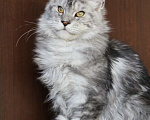 Кошки в Санкт-Петербурге: Мейн-кун котёнок Мальчик, 20 000 руб. - фото 4