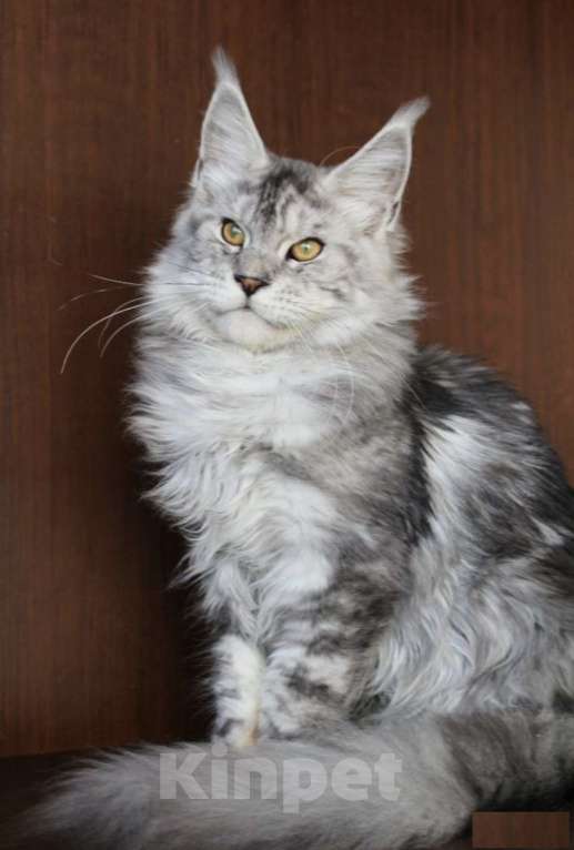 Кошки в Санкт-Петербурге: Мейн-кун котёнок Мальчик, 20 000 руб. - фото 4