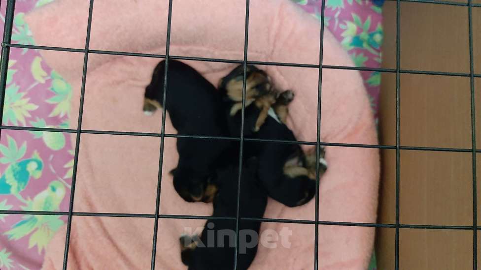 Собаки в Новочебоксарске: Щенки Бивер-Йорка Девочка, 25 000 руб. - фото 2