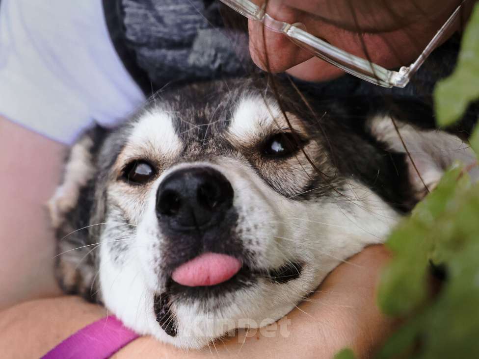 Собаки в Москве: Метис Хаски в добрые руки Мальчик, 99 руб. - фото 4