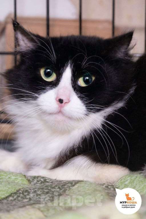 Кошки в Москве: кошка Нефилима ищет дом Девочка, Бесплатно - фото 1
