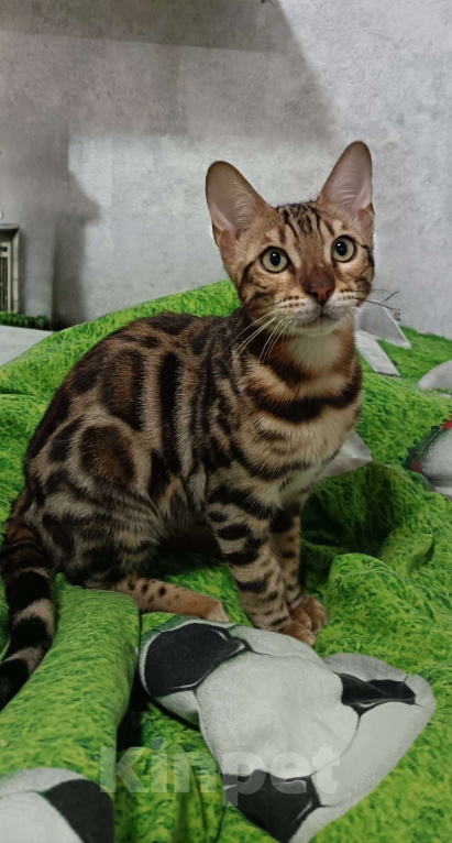 Кошки в других городах Свердловской области: Продажа чистопородных бенгальских котят Мальчик, Бесплатно - фото 2