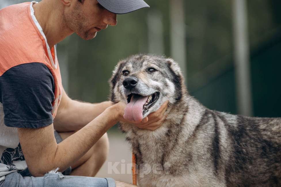 Собаки в Москве: Алтай ждёт и надеется Мальчик, Бесплатно - фото 8