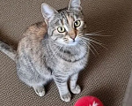 Кошки в Санкт-Петербурге: Кошечка для души Девочка, Бесплатно - фото 5