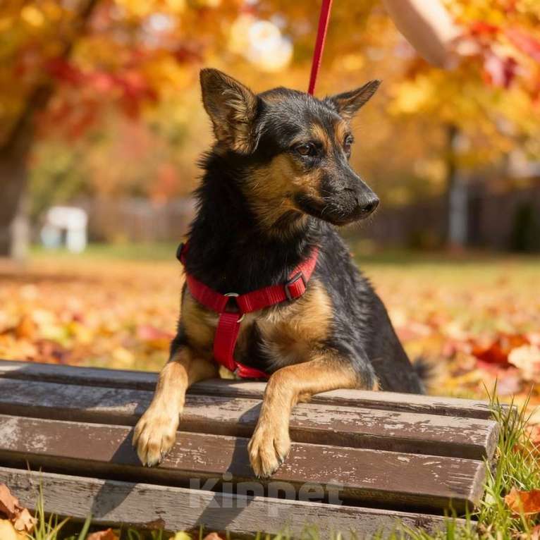 Собаки в Москве: Чипа, 1 год - энергичная, забавная и очень домашняя собака! Девочка, Бесплатно - фото 2